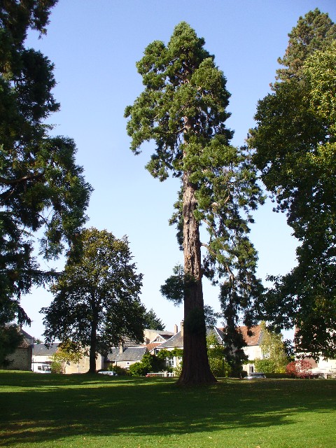 Séquoia géant au parc municipal de Quarré les Tombes