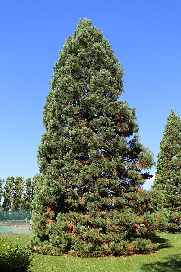 Séquoia géant à Qrétigny