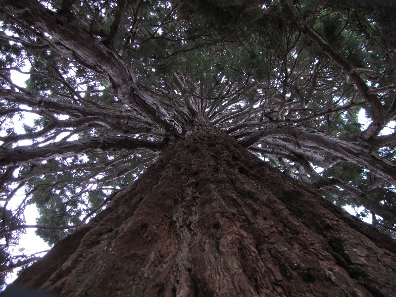 Séquoia géant à Sens