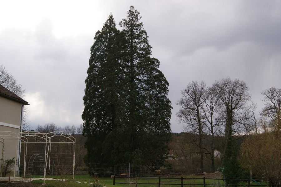 Séquoias géants à Sermizelles