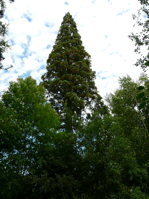 Sequoiadendron giganteum, Saint-Père © Marc Meyer