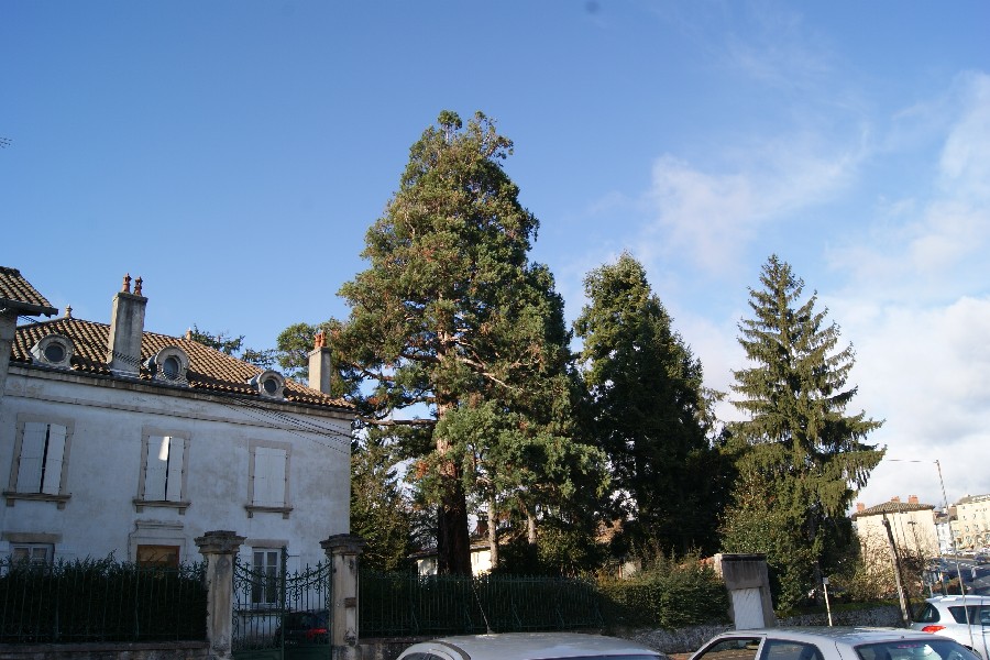 Séquoia géant à Tournus