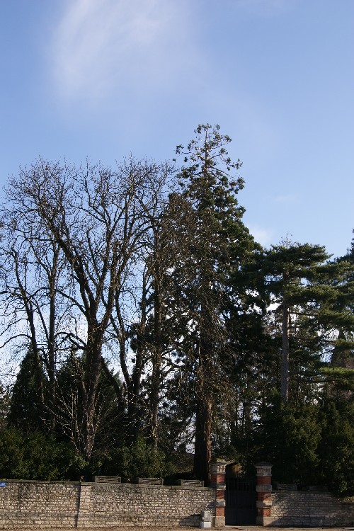 Séquoia géant à Tournus