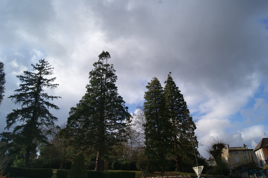 Séquoias géants à Tournus