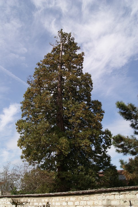Séquoia géant à Villeneuve sur Yonne