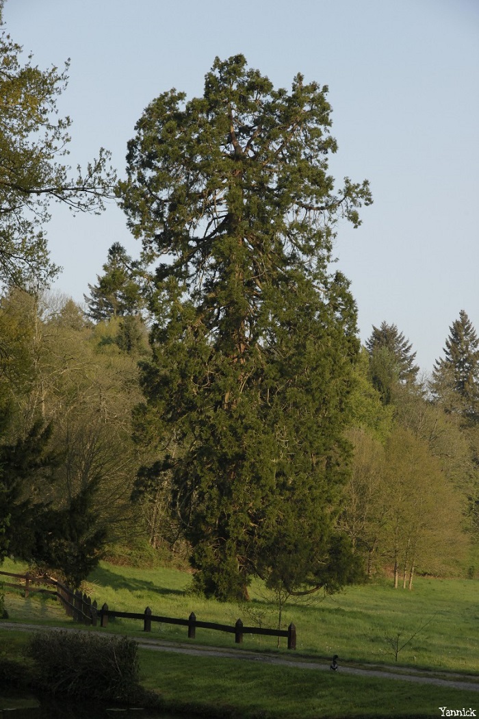 Séquoia géant à Augan