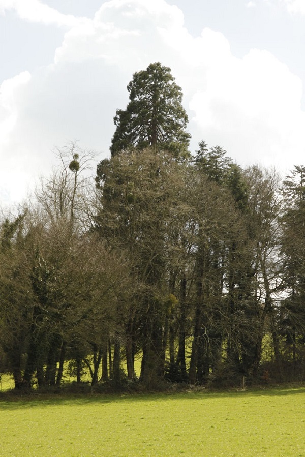 Séquoia géant à Bohal