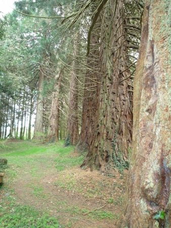 Séquoia géant à clerguerec