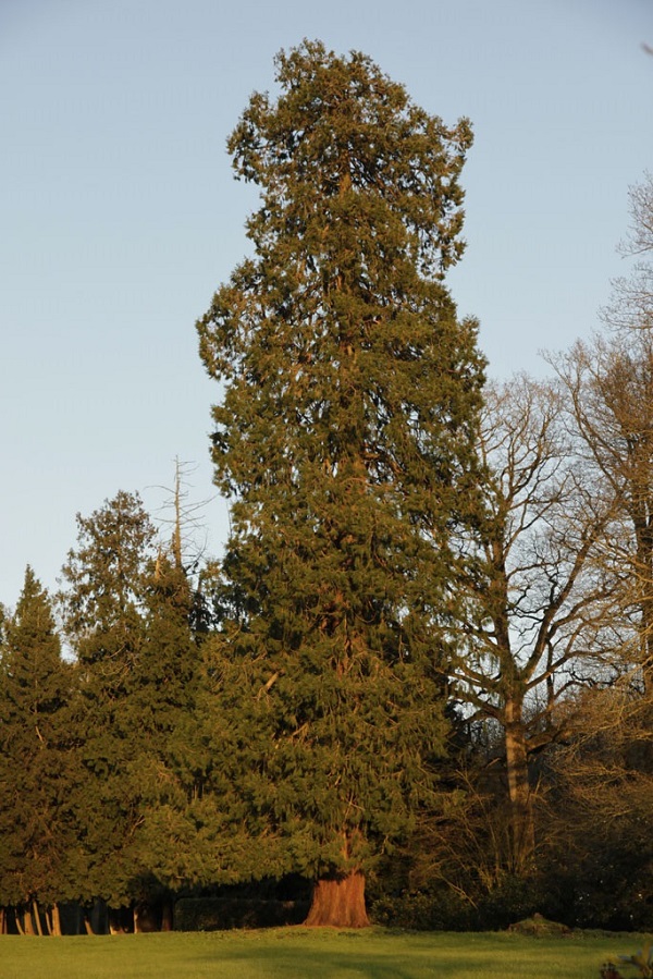 Séquoia géant à Comblessac