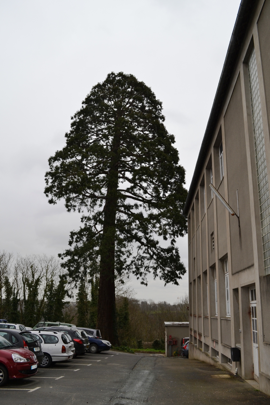Séquoia géant à Dinan