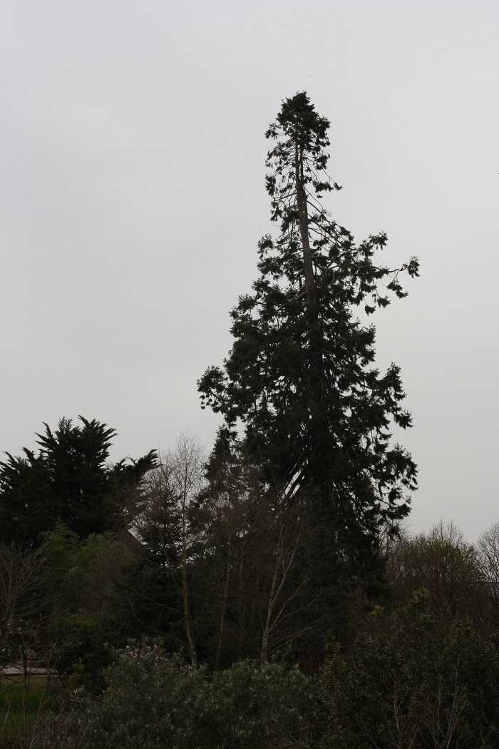 Séquoia géant à Domalain