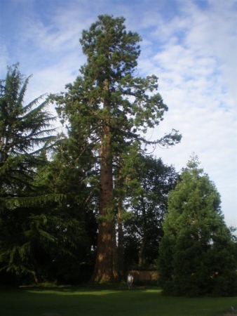 Séquoia géant à gévezé