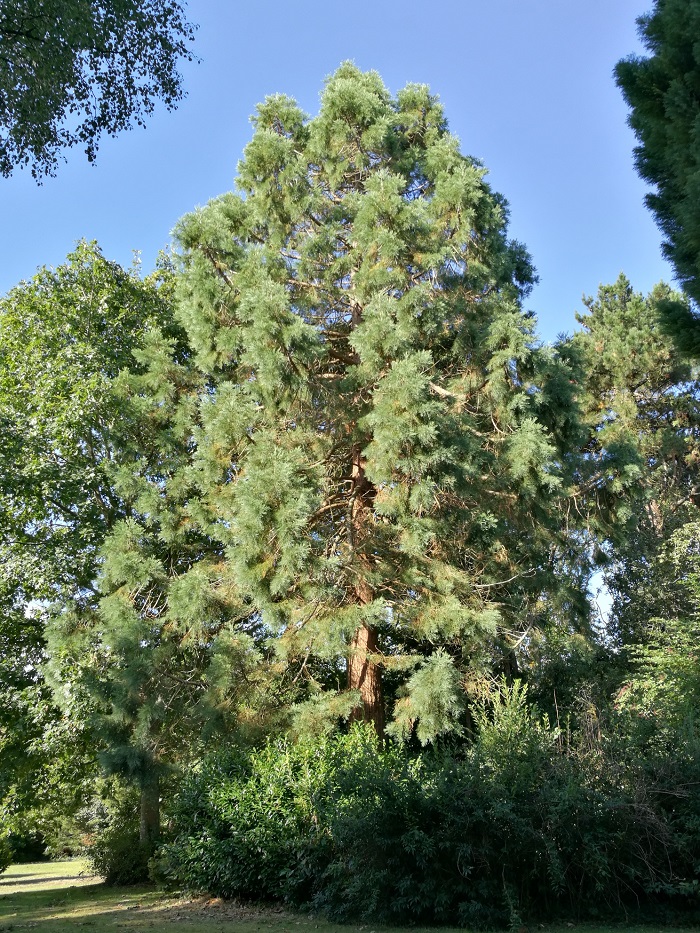 Séquoia géant à Guidel