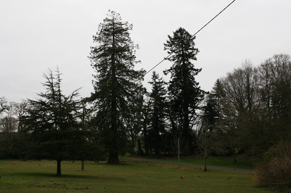 Séquoia géant  et sempervirens