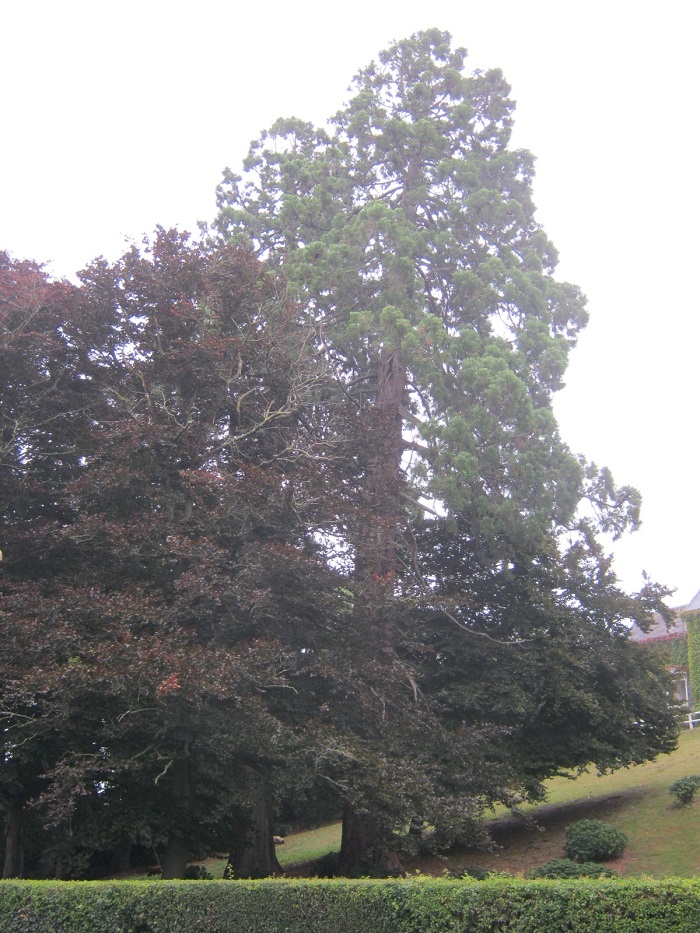 Séquoias géants à Messac