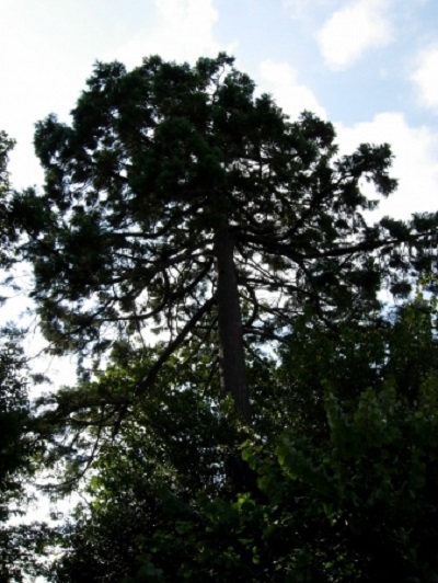 Séquoia géant à Paimpol
