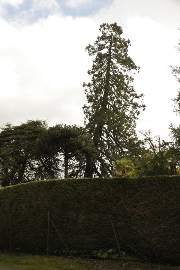 Séquoia géant à Ploërmel