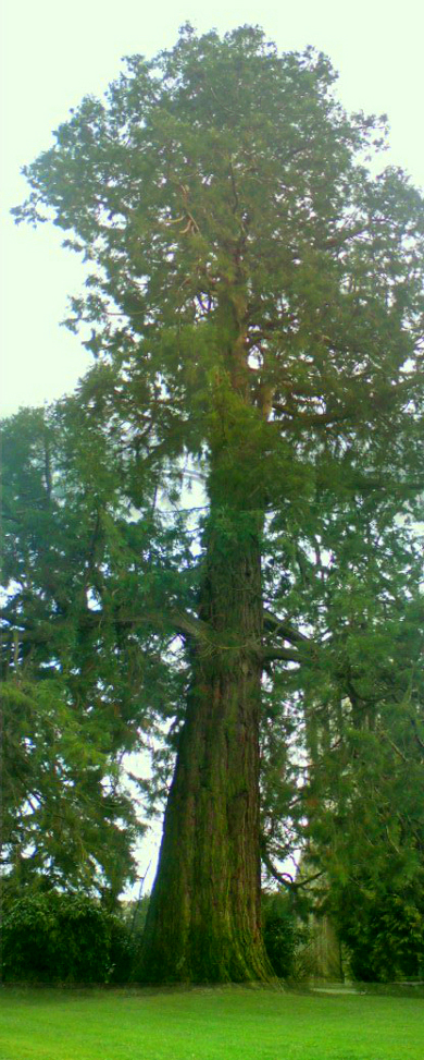 Séquoia géant à Pontivy © Mickael Menguy
