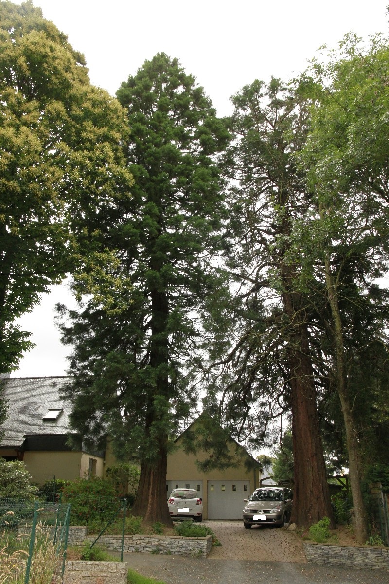 Séquoias géants à Pontivy