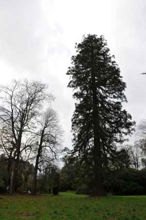 Séquoia géant à St Aignan