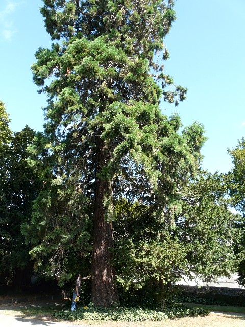 Séquoia géant à Saint Brieuc rue Notre Dame