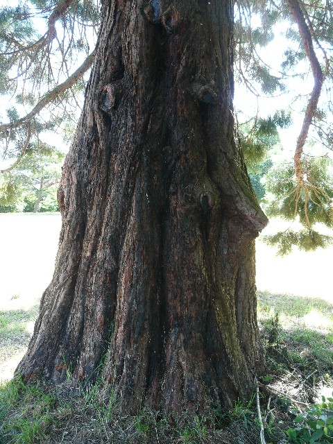 Tronc du séquoia géant à Saint Brieuc