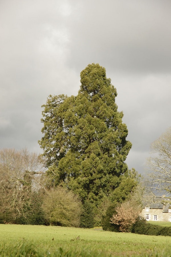 Séquoia géant à Taupont