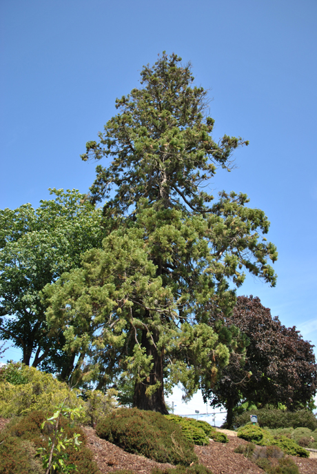 Séquoia géant à Vannes © Marc Meyer