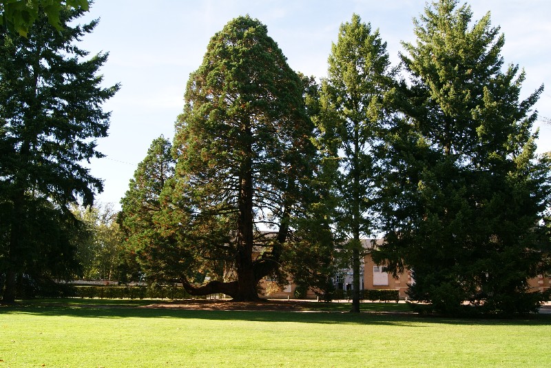Séquoia géant à Aubigny sur Nere