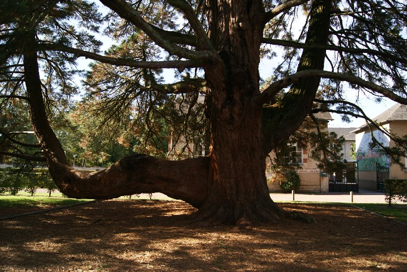 Séquoia géant jardins de la Duchesse de Portsmouth