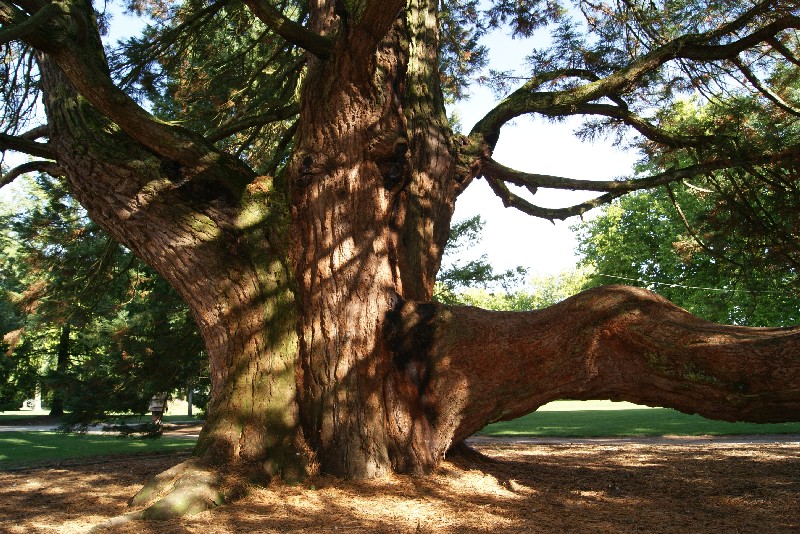Séquoia géant et sa grosse branche basse