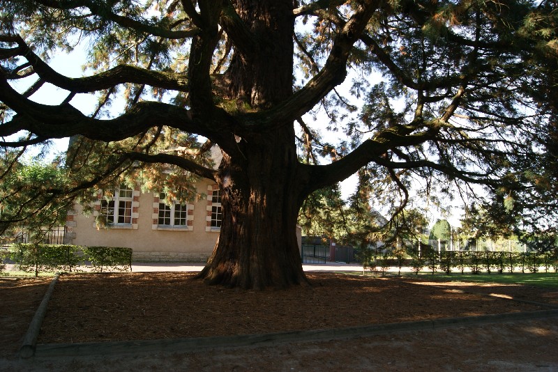 Séquoia géant aux jardins de la Duchesse de Portsmouth à Aubigny sur Nere