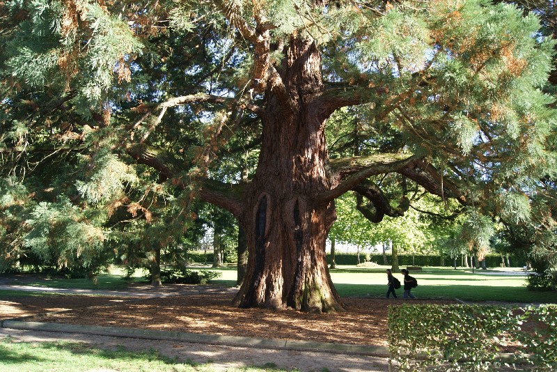 Séquoia géant de 6m70 de circonférence