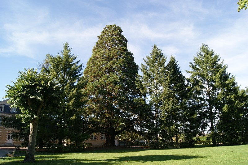 Séquoia géant à Aubigny sur Nere