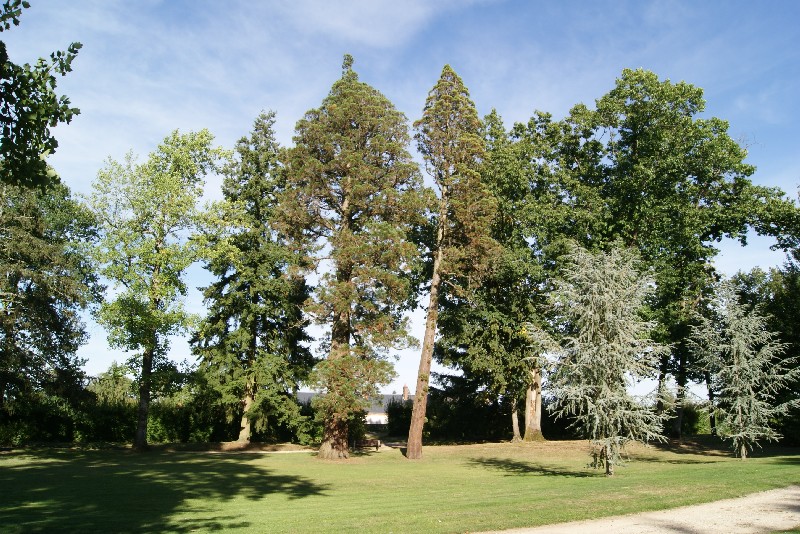 Séquoias géants à Aubigny sur Nere