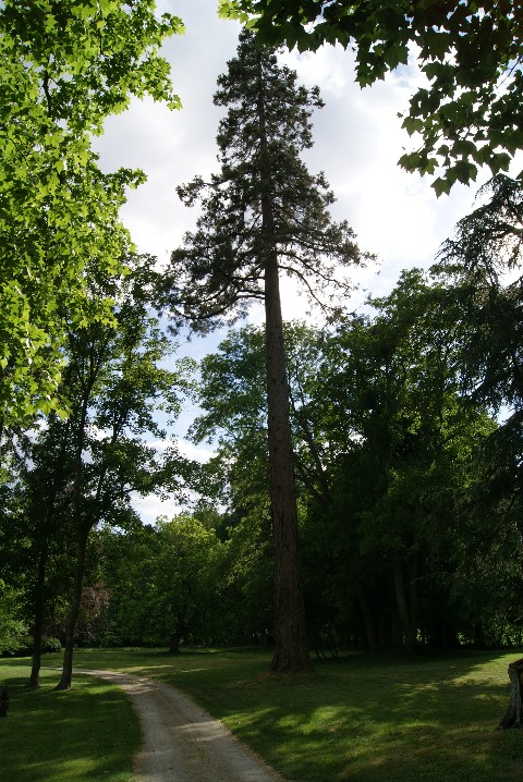 Séquoia géant à Blancafort