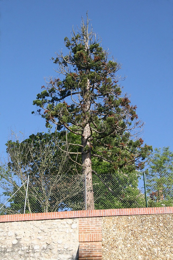 Séquoia géant à Blois