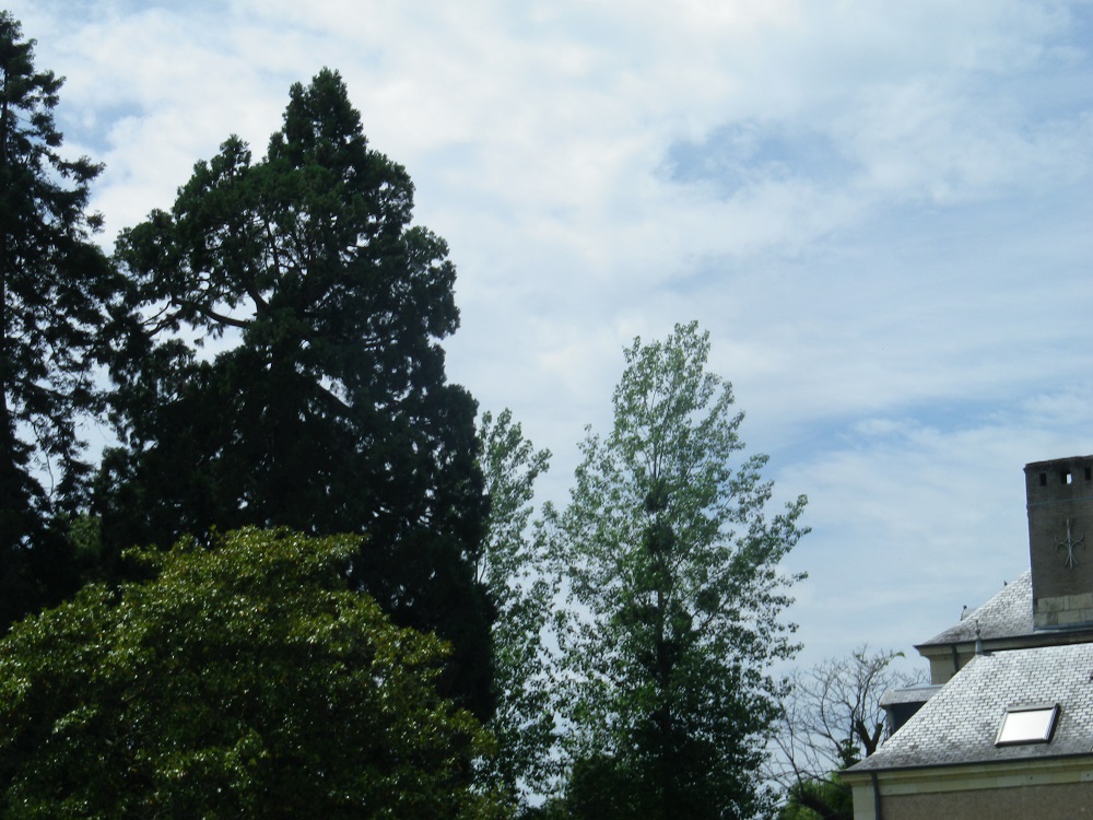 Séquoia géant à Bourgueil