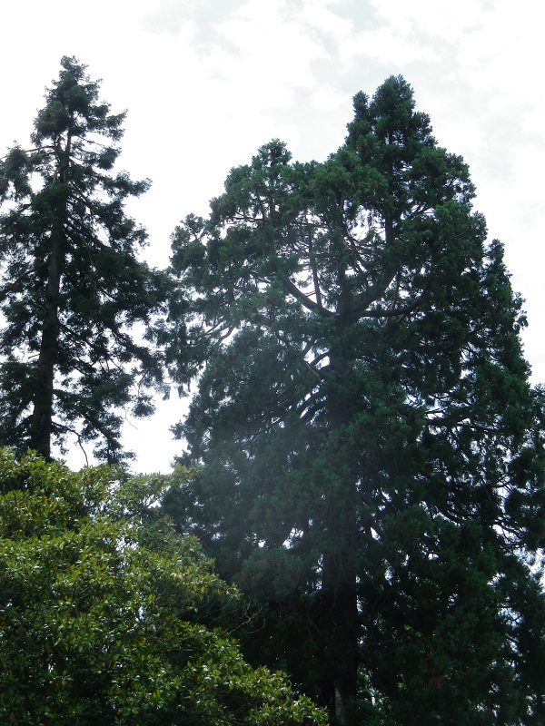 Séquoia géant à bourgueil