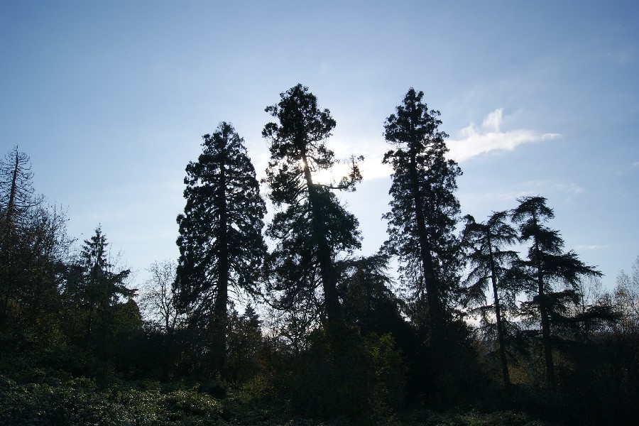 Séquoias géants à Bruère Allichamps