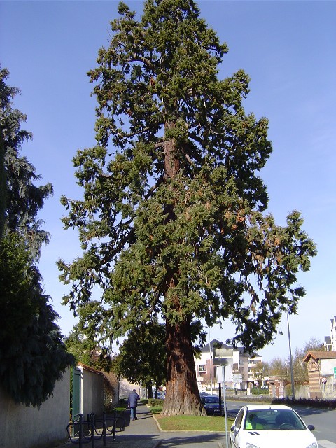 Séquoia géant parc des bords de l'Eure