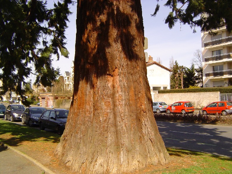 Séquoia géant à Chartres