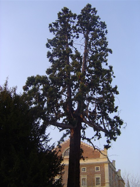 Séquoia géant Fourchu