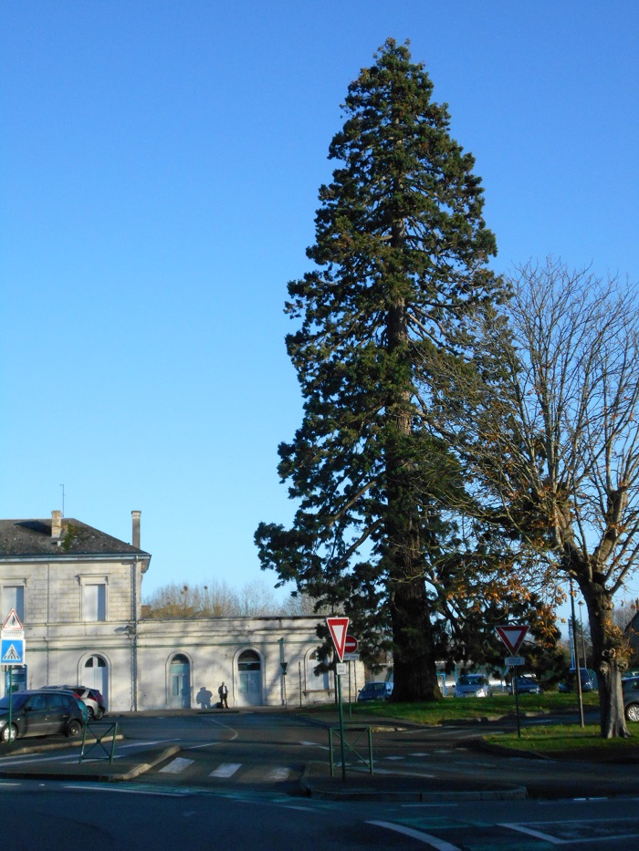 Séquoia géant à Châteaudun