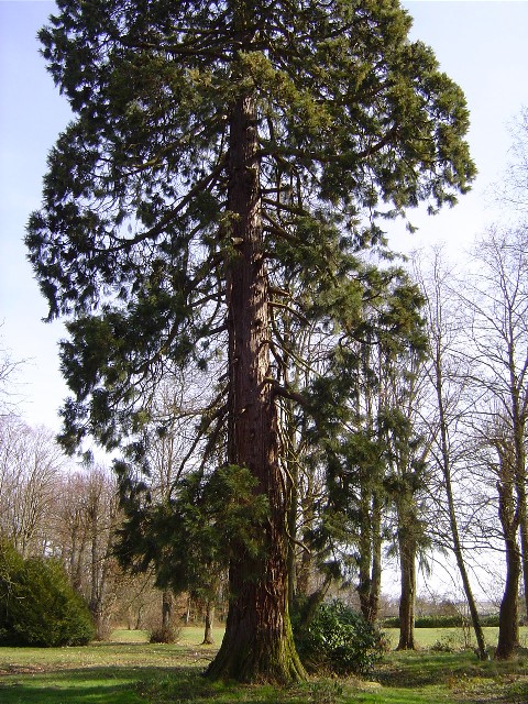 Séquoia géant à Chateauneuf en Thymerais