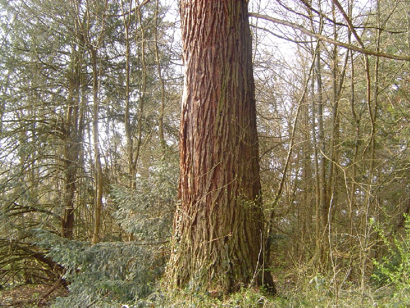 Séquoia géant au 12 rue de Gien