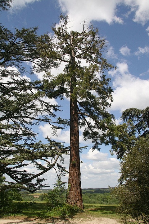 Séquoia géant à Chaumont sur Loire