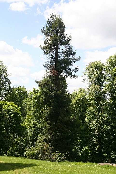 Séquoia sempervirens 