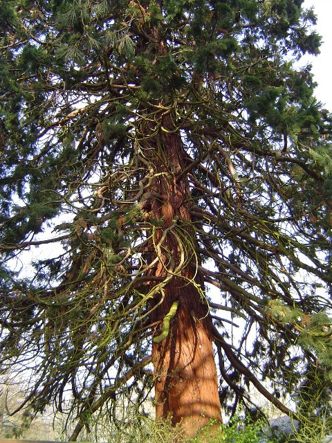 Séquoia géant à Chécy
