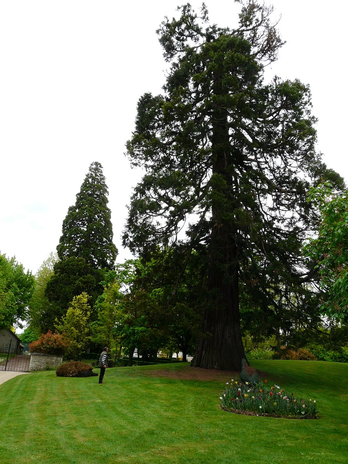 Séquoias géants à Descartes 